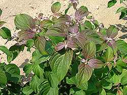 Big Chocolate Chip Pagoda Dogwood (Cornus alternifolia 'Bichozam') at Lakeshore Garden Centres