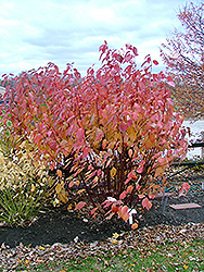 Chief Bloodgood Dogwood (Cornus alba 'Chblzam') at Lakeshore Garden Centres