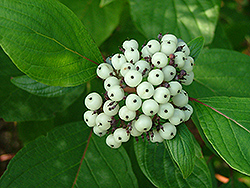 Chief Bloodgood Dogwood (Cornus alba 'Chblzam') at Lakeshore Garden Centres