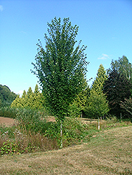 Supersonic Red Maple (Acer rubrum 'Supszam') at Lakeshore Garden Centres