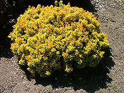 24 Karat Gold Dwarf Barberry (Berberis thunbergii '24Kagozam') at Lakeshore Garden Centres