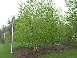 Avalanche White Birch (Betula 'Avalzam') at Lakeshore Garden Centres