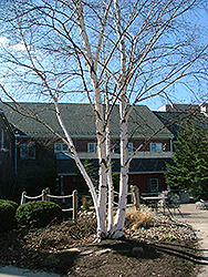 Avalanche White Birch (Betula 'Avalzam') at Lakeshore Garden Centres