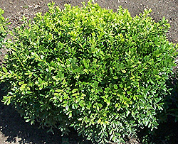 Antarctica Boxwood (Buxus microphylla 'Antzam') at Lakeshore Garden Centres