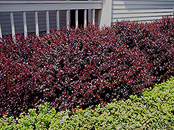 Crimson Ruby Barberry (Berberis thunbergii 'Criruzam') at Lakeshore Garden Centres