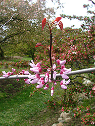 Rosy O'Grady Redbud (Cercis canadensis 'Rosy O'Grady') at Lakeshore Garden Centres