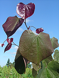 Rosy O'Grady Redbud (Cercis canadensis 'Rosy O'Grady') at Lakeshore Garden Centres
