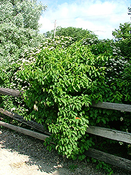 Sweet Tangerine American Bittersweet (Celastrus scandens 'Swtazam') at Lakeshore Garden Centres