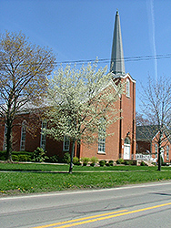 Tradition Serviceberry (Amelanchier canadensis 'Trazam') at Lakeshore Garden Centres