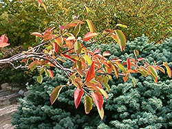 Tradition Serviceberry (Amelanchier canadensis 'Trazam') at A Very Successful Garden Center