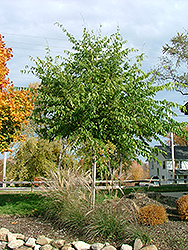 Ultra Common Hackberry (Celtis occidentalis 'Ulzam') at Lakeshore Garden Centres