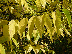 Ultra Common Hackberry (Celtis occidentalis 'Ulzam') at Lakeshore Garden Centres