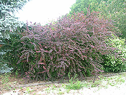 Velvet Glow Barberry (Berberis thunbergii 'Velglozam') at Lakeshore Garden Centres