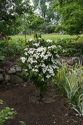 Christian Prince Chinese Dogwood (Cornus kousa 'Chrprizam') at Lakeshore Garden Centres