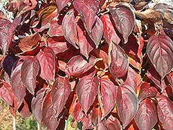 Christian Prince Chinese Dogwood (Cornus kousa 'Chrprizam') at Lakeshore Garden Centres