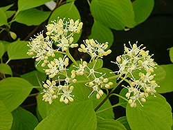 French Vanilla Pagoda Dogwood (Cornus alternifolia 'Frevazam') at Lakeshore Garden Centres