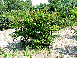 French Vanilla Pagoda Dogwood (Cornus alternifolia 'Frevazam') at Lakeshore Garden Centres