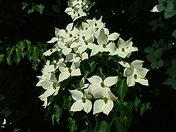 Galilean Chinese Dogwood (Cornus kousa 'Galzam') at Lakeshore Garden Centres