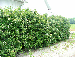 Geauga Gray Dogwood (Cornus racemosa 'Geazam') at Lakeshore Garden Centres