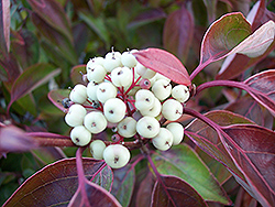 Geauga Gray Dogwood (Cornus racemosa 'Geazam') at Lakeshore Garden Centres