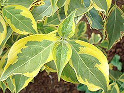 Golden Chalice Chinese Dogwood (Cornus kousa 'Galzam') at Lakeshore Garden Centres
