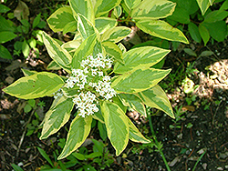 Golden Strawberry Dogwood (Cornus alba 'Golden Strawberry') at Lakeshore Garden Centres