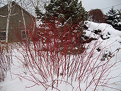 Golden Strawberry Dogwood (Cornus alba 'Golden Strawberry') at Lakeshore Garden Centres