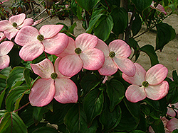 Good Shepherd II Pink Chinese Dogwood (Cornus kousa 'Good Shepherd II') at Lakeshore Garden Centres