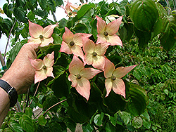 Maiden Blush Chinese Dogwood (Cornus kousa 'Mabluzam') at Lakeshore Garden Centres