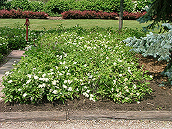 Muskingum Gray Dogwood (Cornus racemosa 'Muszam') at Lakeshore Garden Centres