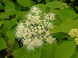 Pistachio Pagoda Dogwood (Cornus alternifolia 'Piszam') at Lakeshore Garden Centres