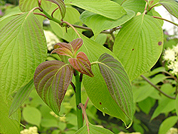 Pistachio Pagoda Dogwood (Cornus alternifolia 'Piszam') at Lakeshore Garden Centres