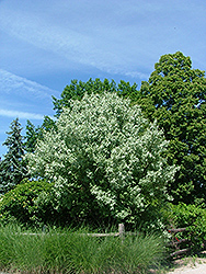 Platinum North Autumn Olive (Elaeagnus 'Plnozam') at Lakeshore Garden Centres
