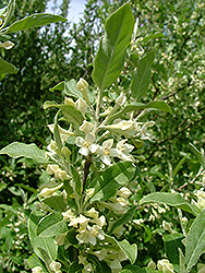 Titan Autumn Olive (Elaeagnus umbellata 'Tizam') at Lakeshore Garden Centres