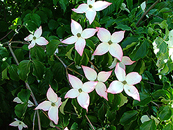 Powdered Lipstick Chinese Dogwood (Cornus kousa 'Polizam') at Lakeshore Garden Centres