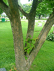 Prophet Chinese Dogwood (Cornus kousa 'Propzam') at Lakeshore Garden Centres