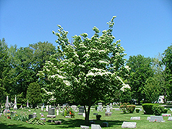 Prophet Chinese Dogwood (Cornus kousa 'Propzam') at Lakeshore Garden Centres