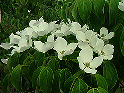 Prophet Chinese Dogwood (Cornus kousa 'Propzam') at Lakeshore Garden Centres