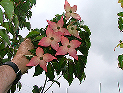 Scarlet Rose Chinese Dogwood (Cornus kousa 'Scrozam') at Lakeshore Garden Centres