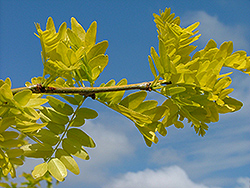 Spectrum Honeylocust (Gleditsia triacanthos 'Speczam') at Lakeshore Garden Centres