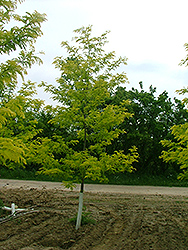 Spectrum Honeylocust (Gleditsia triacanthos 'Speczam') at Lakeshore Garden Centres