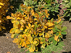 Burnt Mahogany Witchhazel (Hamamelis x intermedia 'Burnt Mahogany') at Lakeshore Garden Centres