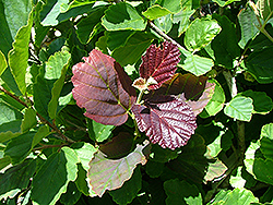 Burnt Mahogany Witchhazel (Hamamelis x intermedia 'Burnt Mahogany') at Lakeshore Garden Centres