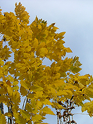 Golden Candle Golden Rain Tree (Koelreuteria paniculata 'Gocanzam') at Lakeshore Garden Centres