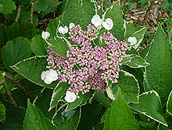 Guiding Light Hydrangea (Hydrangea macrophylla 'Guilizam') at Lakeshore Garden Centres