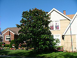 Libby Magnolia (Magnolia 'Libby') at Lakeshore Garden Centres