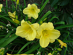 Pocket Full Of Gold Daylily (Hemerocallis 'Poczam') at Lakeshore Garden Centres