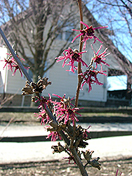 Purple Passion Witchhazel (Hamamelis x intermedia 'Purple Passion') at Lakeshore Garden Centres
