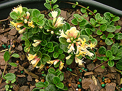 Run-A-Long Honeysuckle (Lonicera crassifolia 'Rualzam') at Lakeshore Garden Centres
