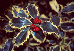 Santa's Delight Holly (Ilex aquifolium 'Sadezam') at Lakeshore Garden Centres